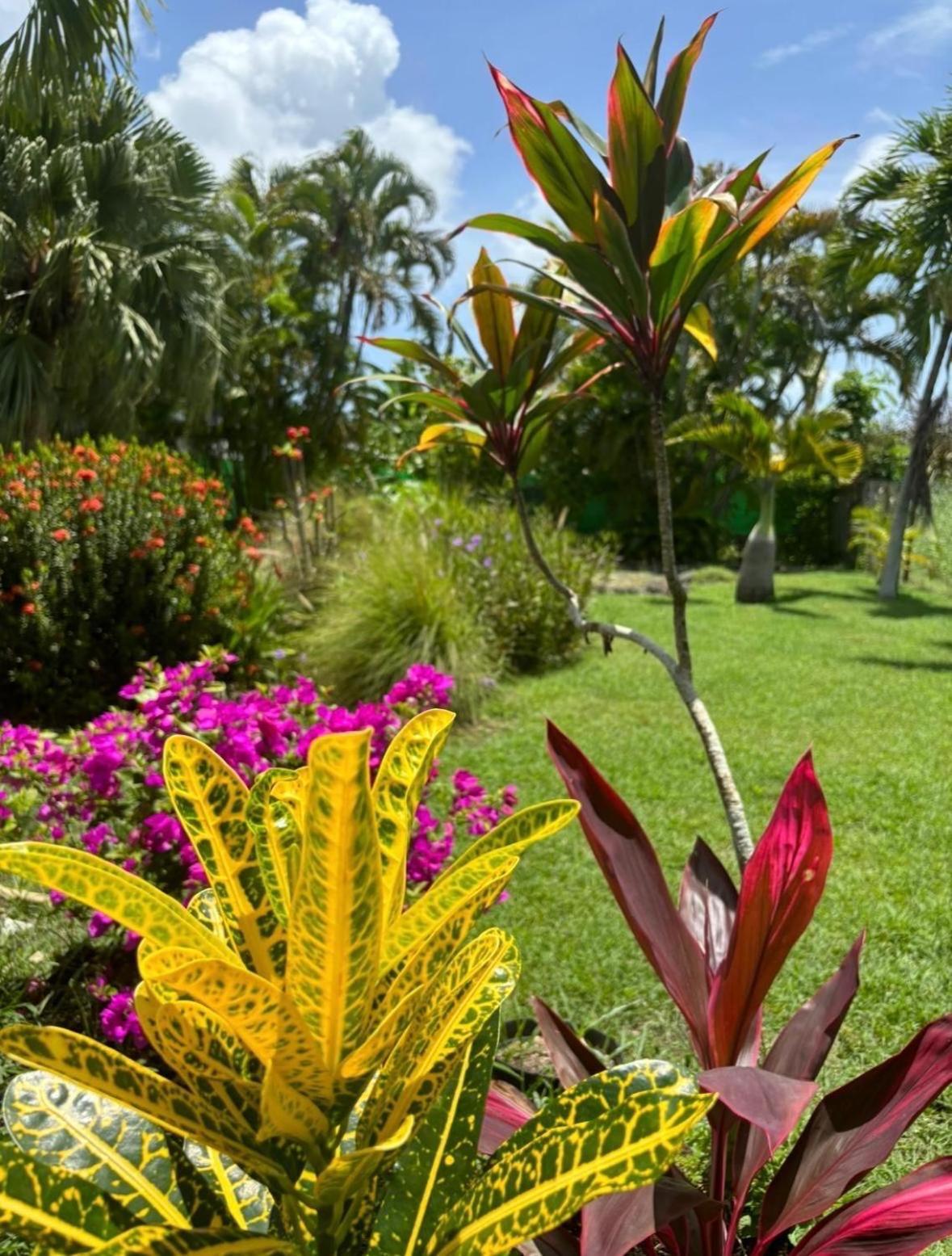 Le Petit Havre Tropical Guadeloupe, Gite, Massages & Spa Saint-Francois  Exteriör bild