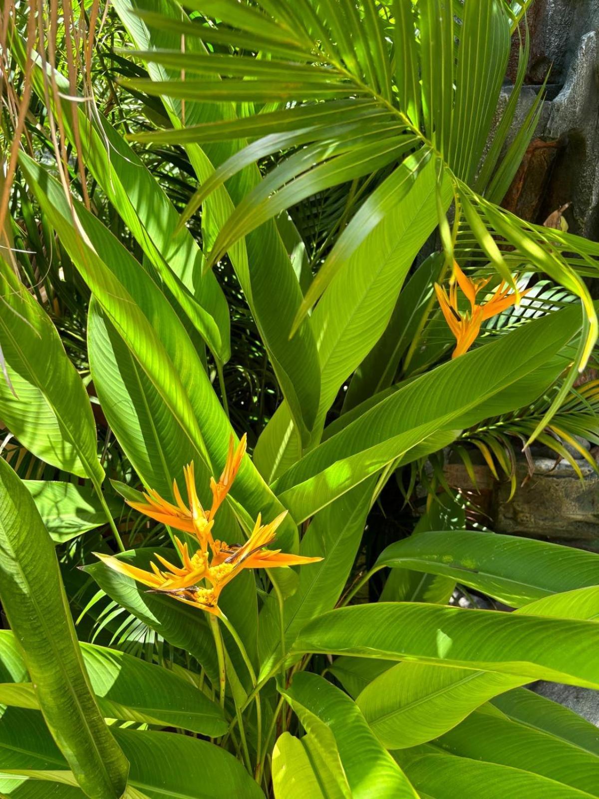 Le Petit Havre Tropical Guadeloupe, Gite, Massages & Spa Saint-Francois  Exteriör bild