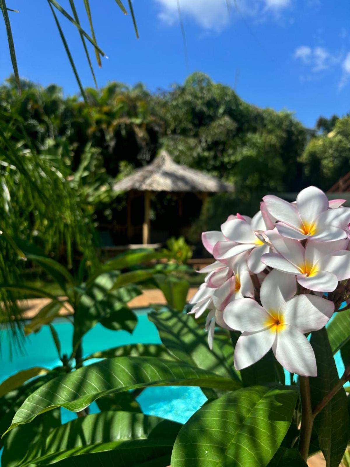 Le Petit Havre Tropical Guadeloupe, Gite, Massages & Spa Saint-Francois  Exteriör bild